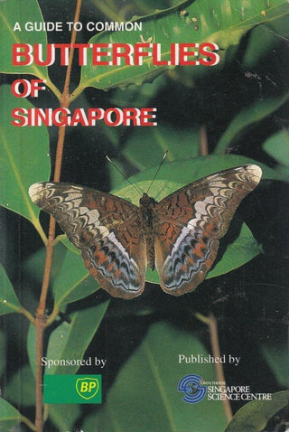A Guide To Common Butterflies Of Singapore - Thryft
